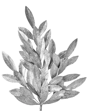 24" SILVER MATTE BAY LEAF SPRAY