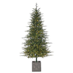 7'x44"D POTTED FIELDSTONE SPRUCE