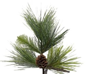 20" LONG NEEDLE PINE STEM WITH CONE