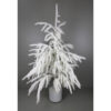 50"H POTTED WHITE NORFOLK (SNOW PINE) TREE