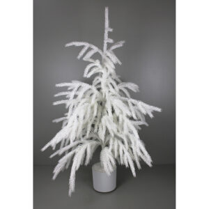 50"H POTTED WHITE NORFOLK (SNOW PINE) TREE